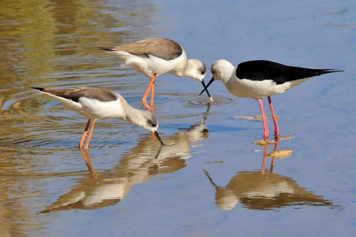 Trio de cigeuelas