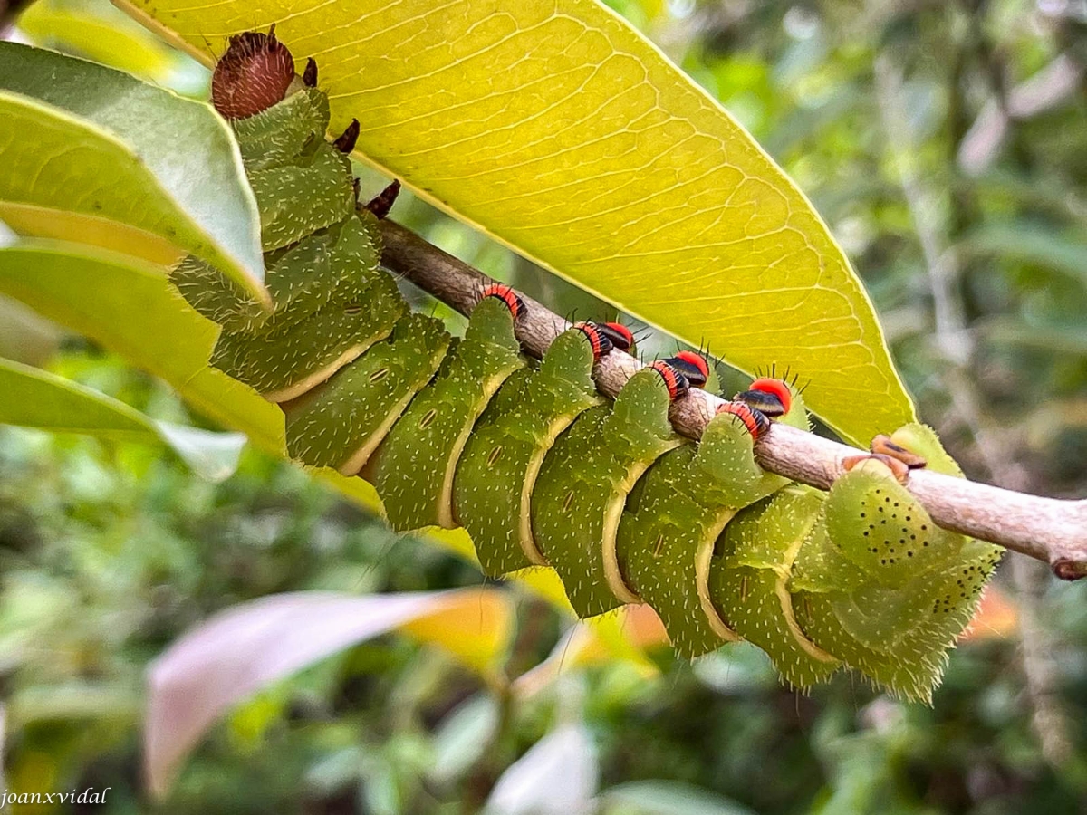 ORUGA DE PAPALLONA COMETA