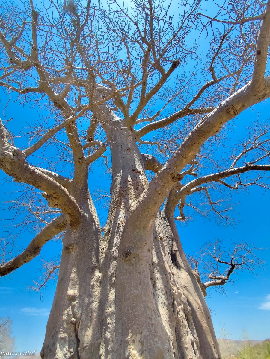 BAOBAB DE TRES BRAOS