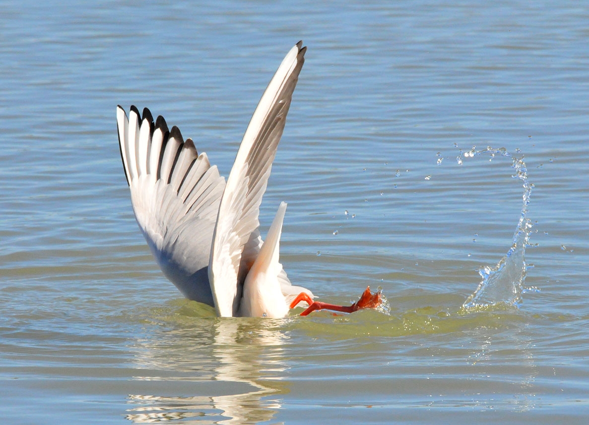 Chapuzn de gaviota