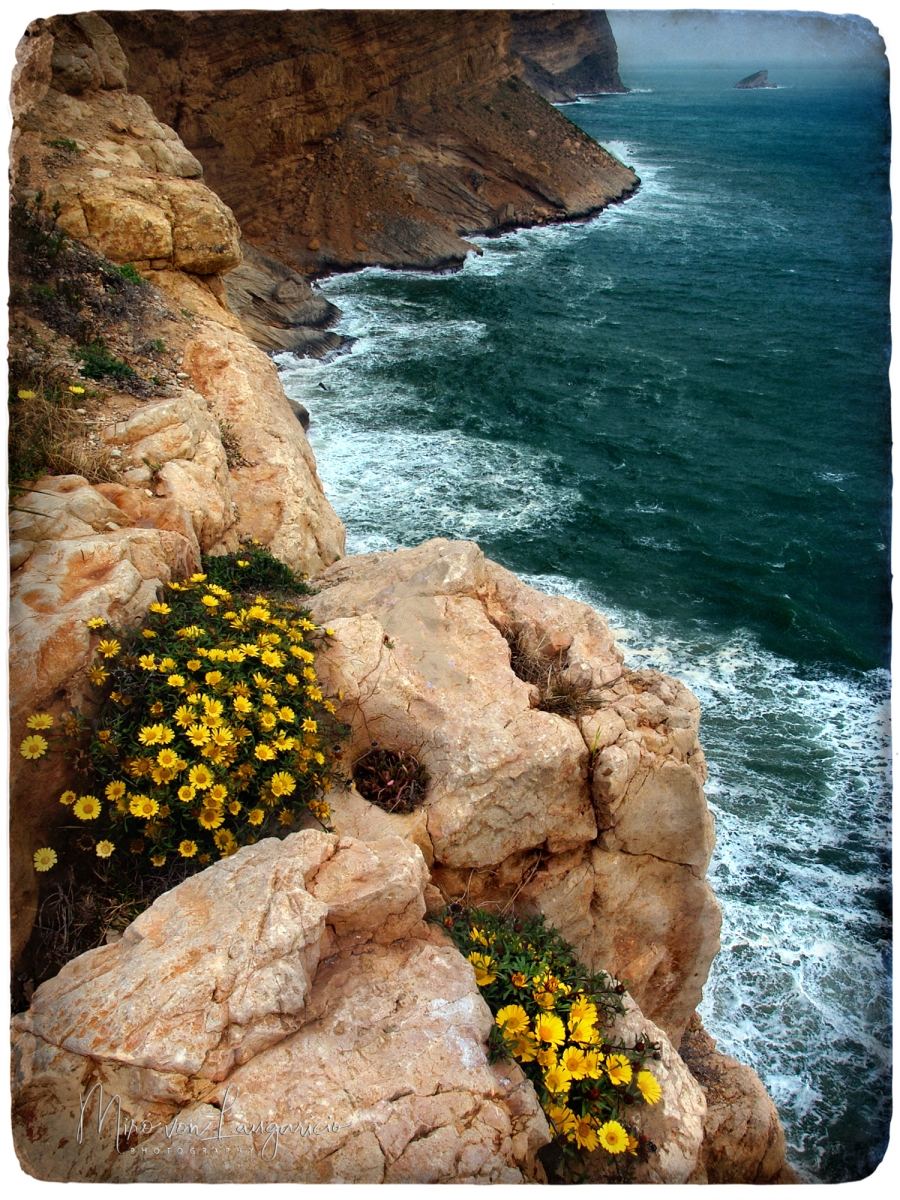  Balada de las flores en el borde 