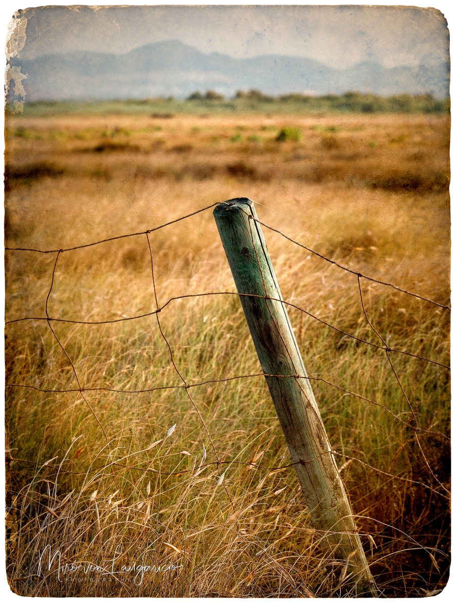  Guardin silencioso de la estepa 