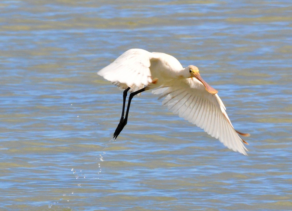 Pico espatula.- Platalea comn