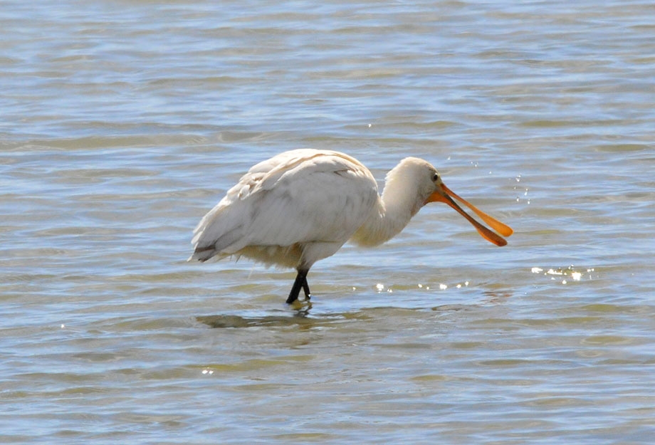 Pico espatula.- Platalea comn 2