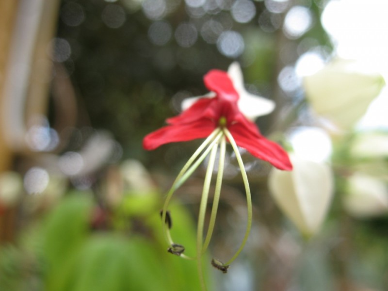 tiras de una flor