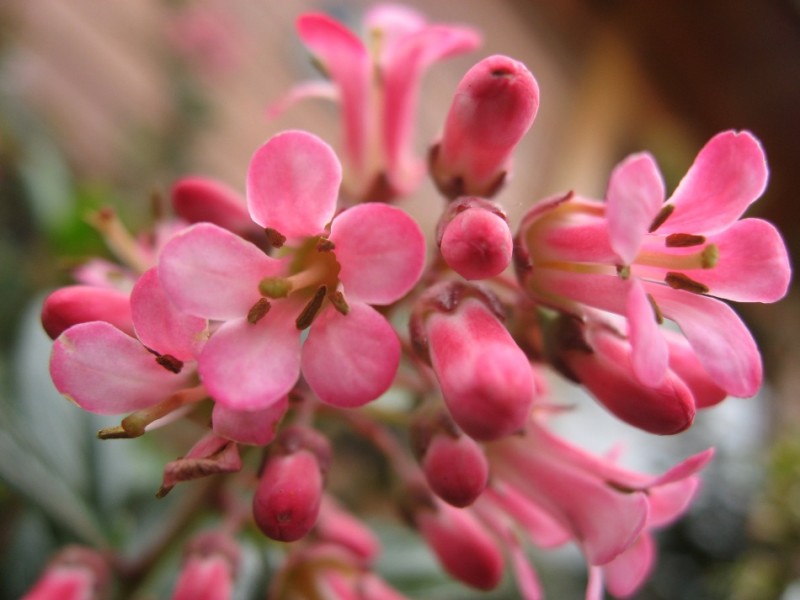 flores rosadas