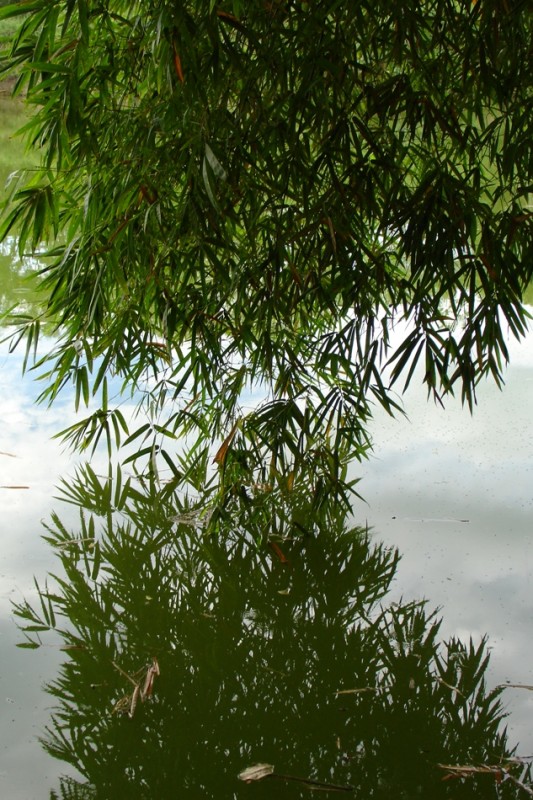 reflejo bambu