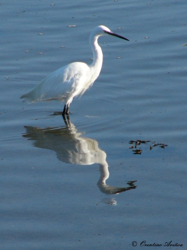 Reflejo imperfecto.