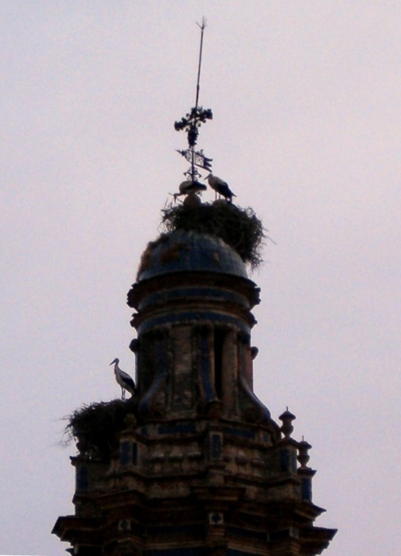 Cigeas en la Torre