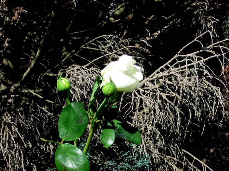 Una rosa blanca