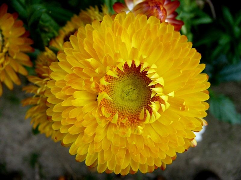 Yellow sunflower