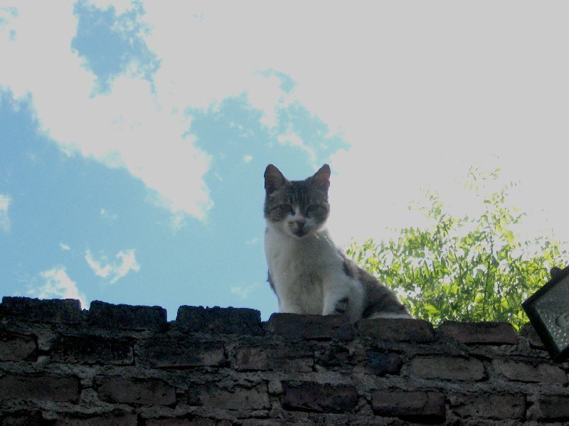 Luna la gata