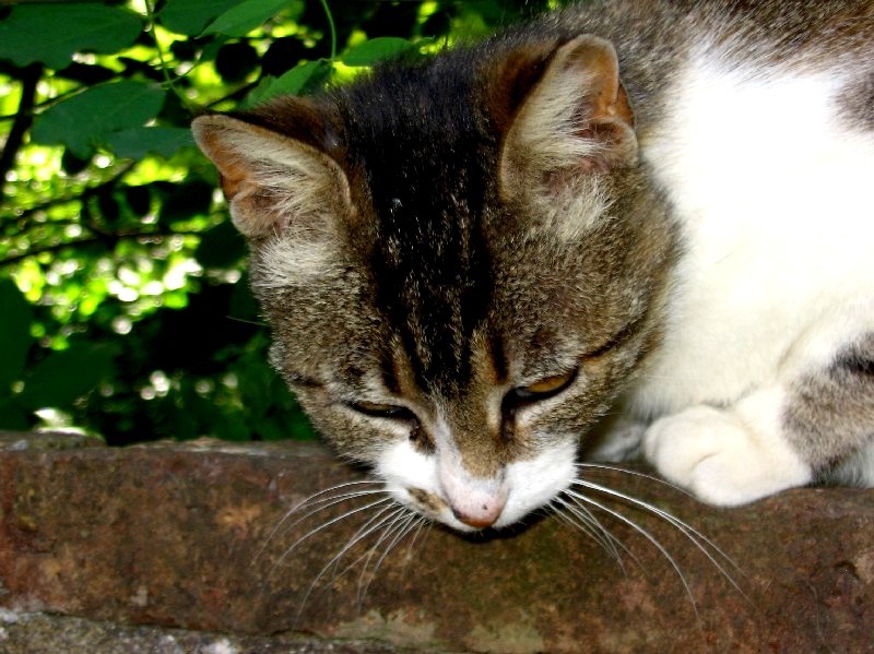 Otra de la gata