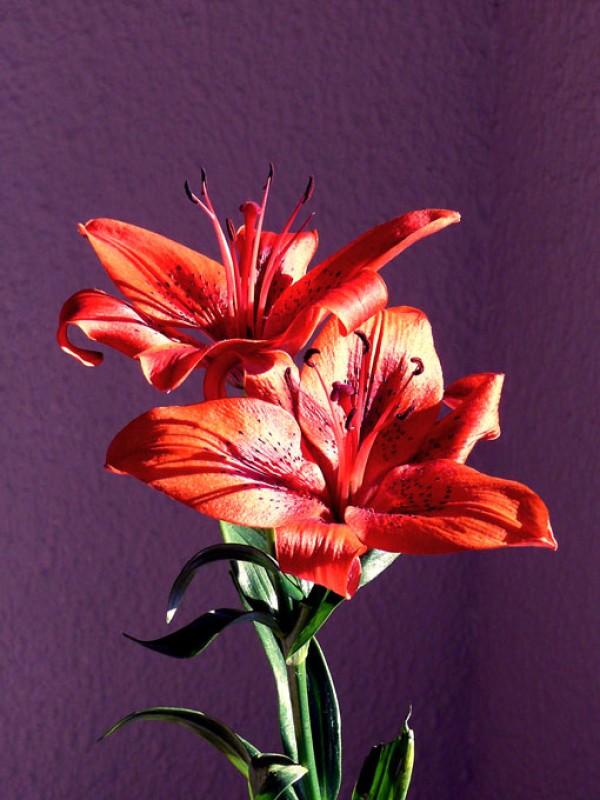 Lilium Cinnabar