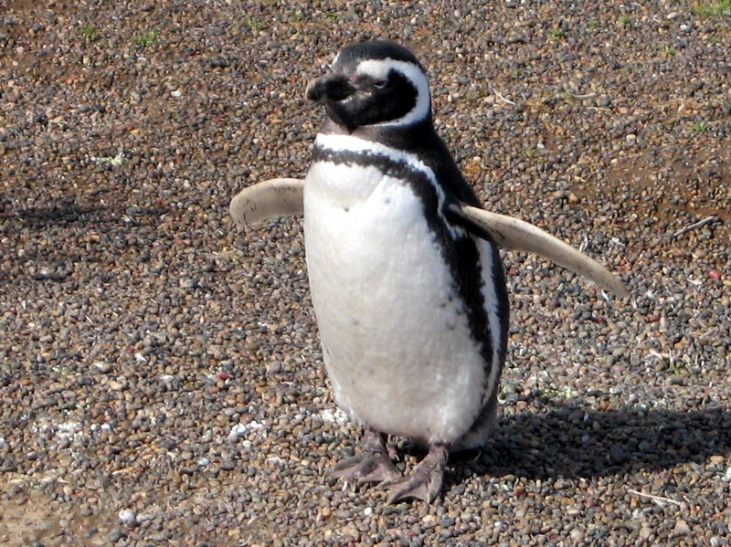 Pingino de Magallanes