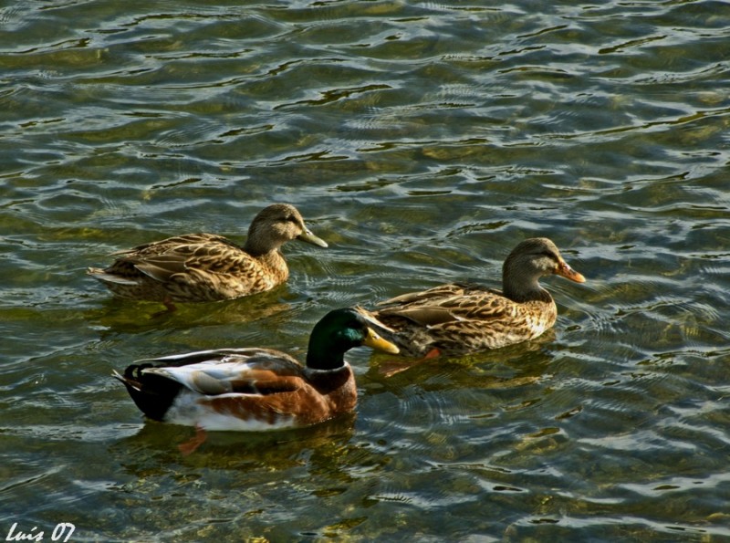 Tres patos