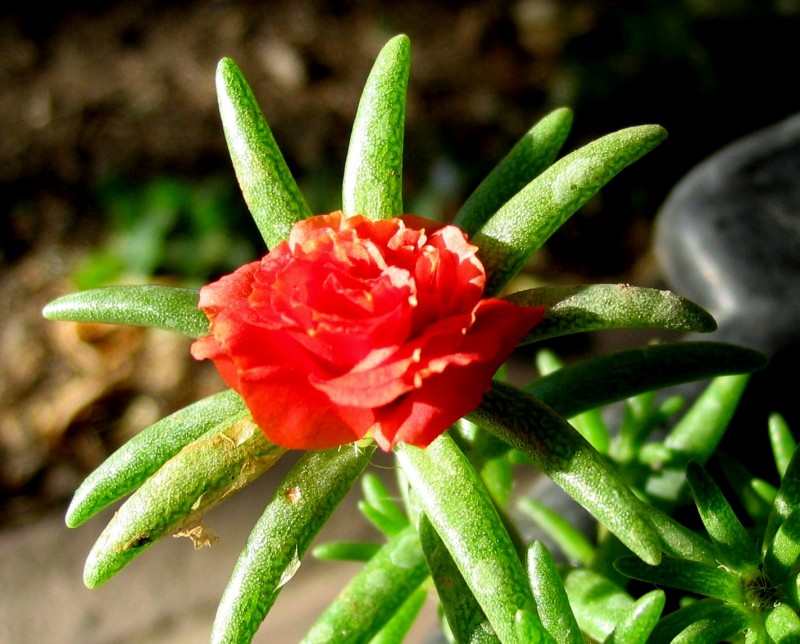 Florcita roja