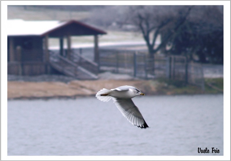 Vuelo Frio