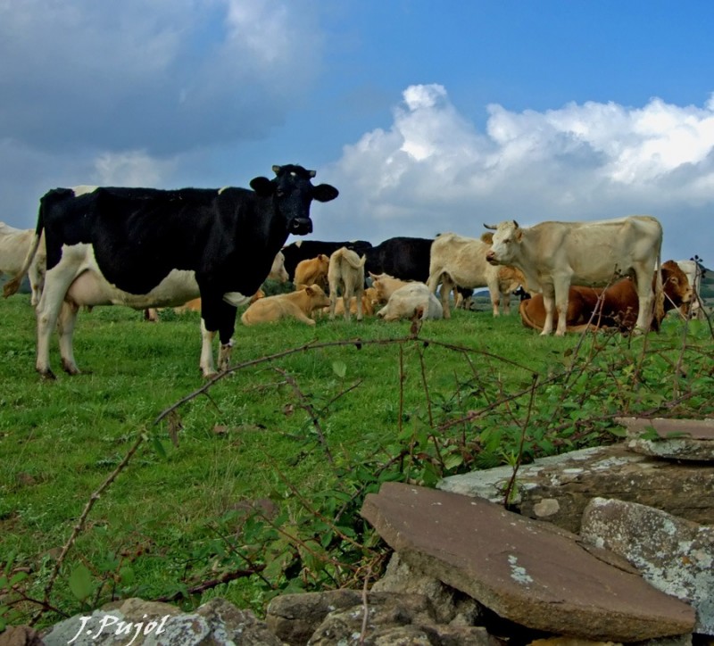 Reunin por falta de leche