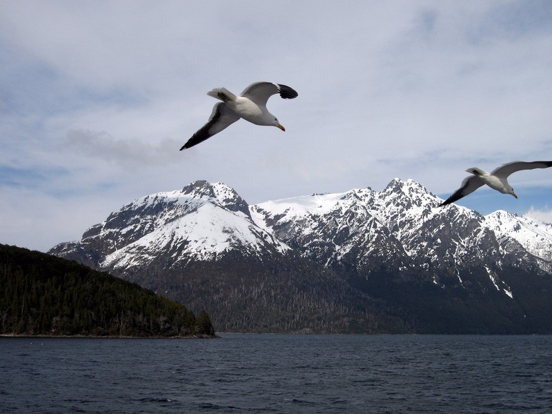 Gaviotas