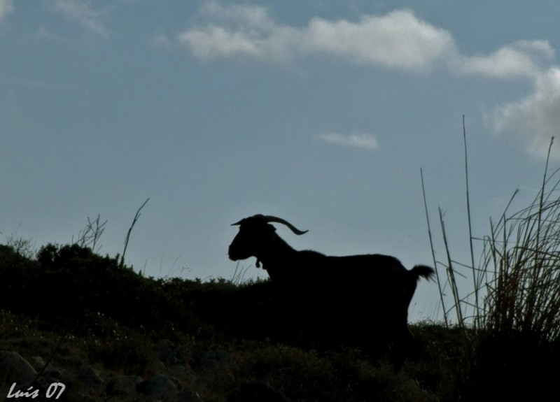 Cabrito