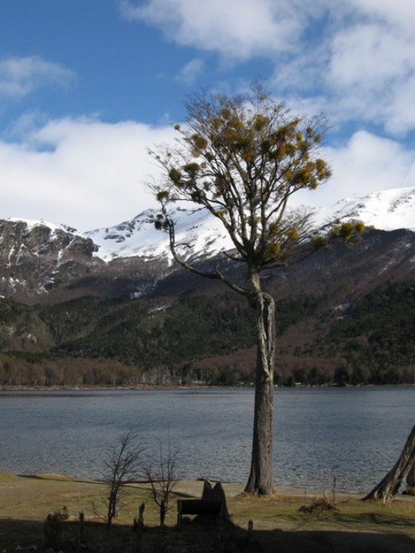 Arbol con faroles