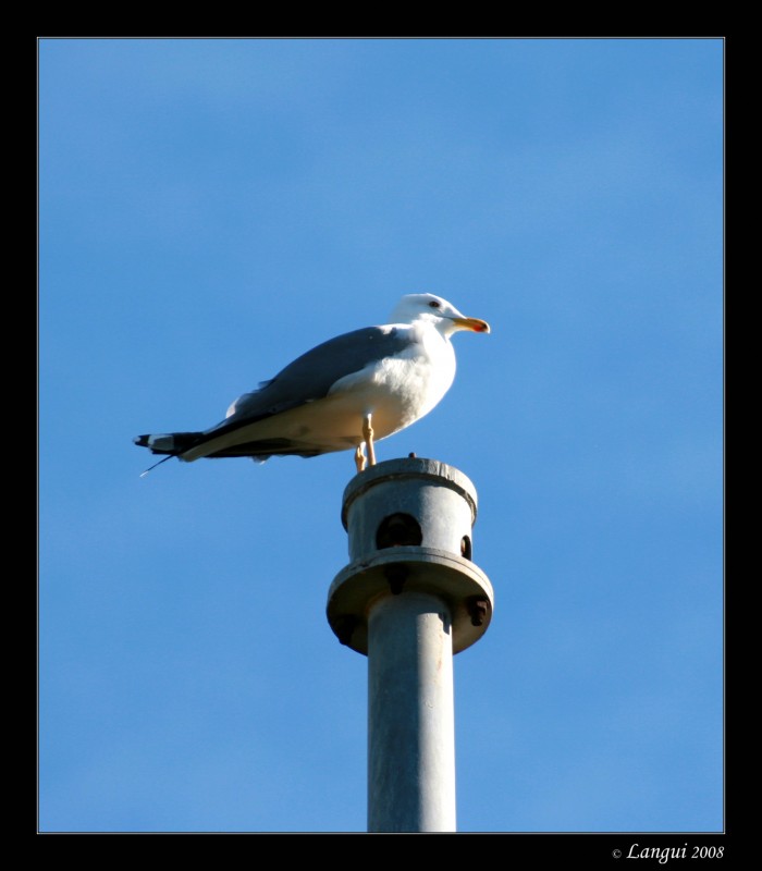 Gaviota viga