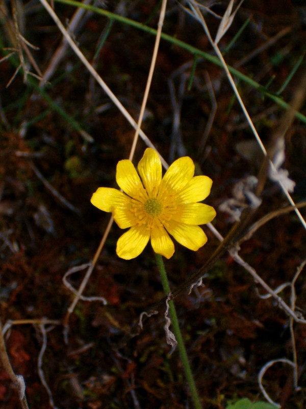 Sencilla flor salvaje