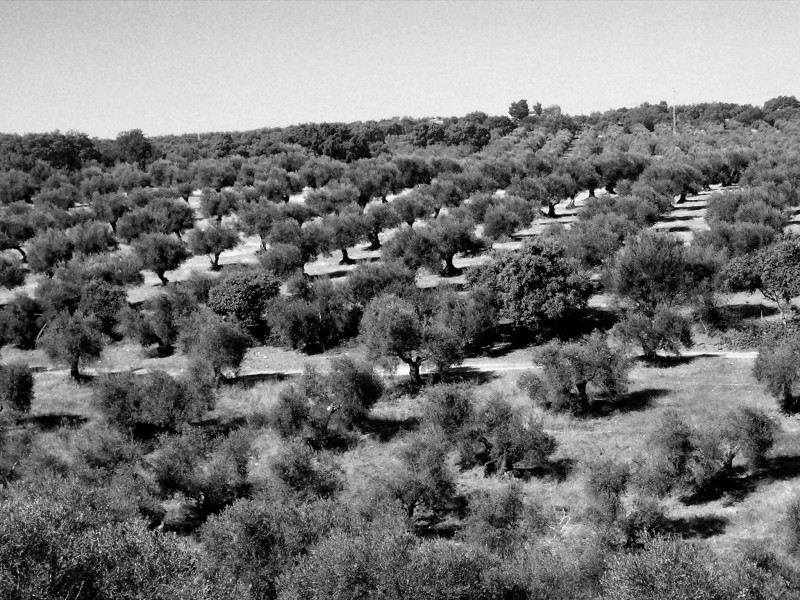 Tierra de olivos