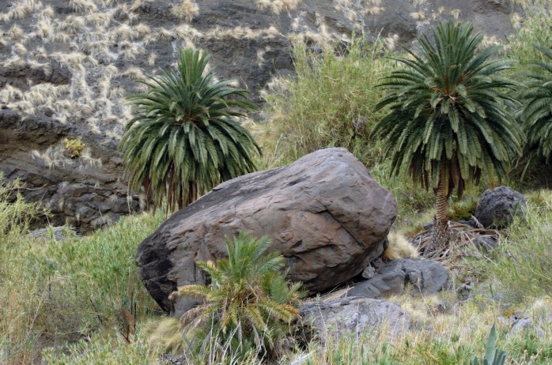 Guayedra