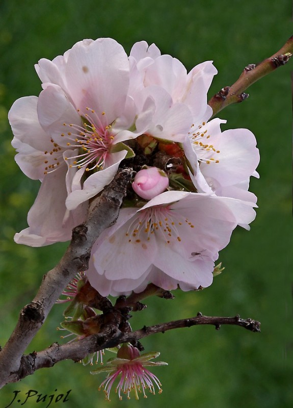 Flor del almendro