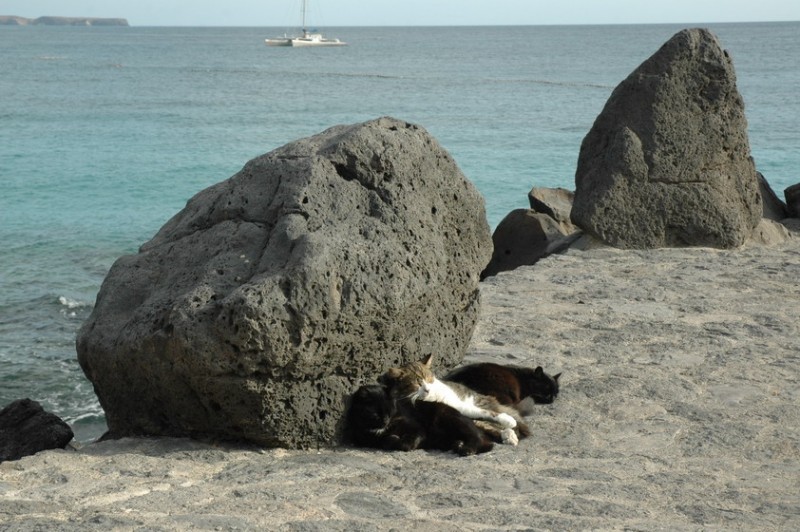 Siesta Felina