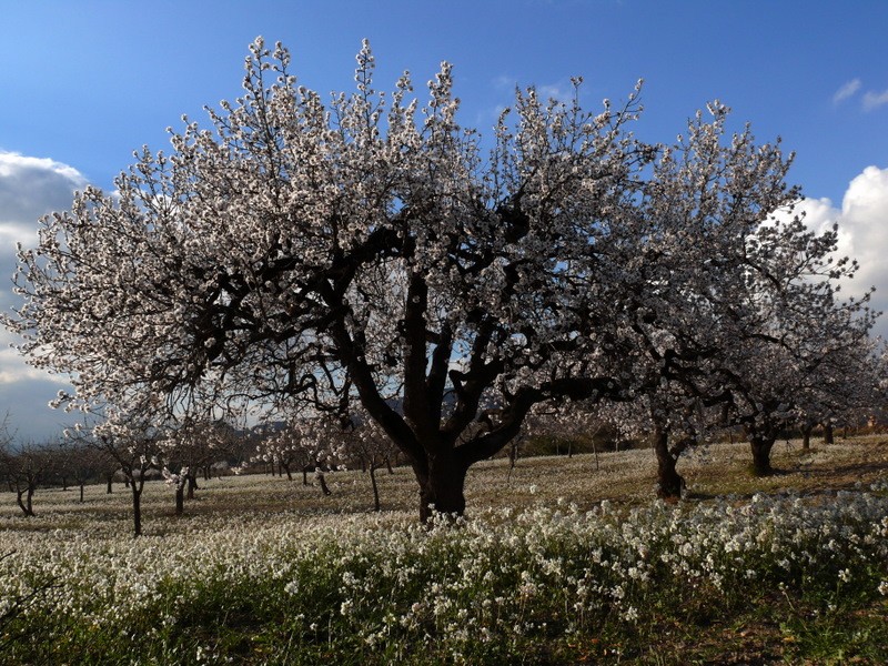 almendros en flor