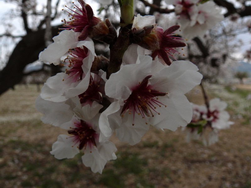 la flor del almendro