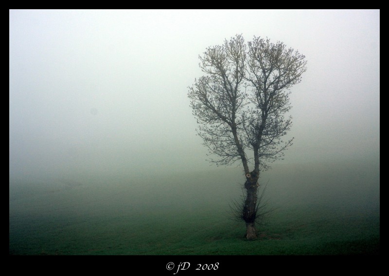 SOLEDAD EN LA NIEBLA