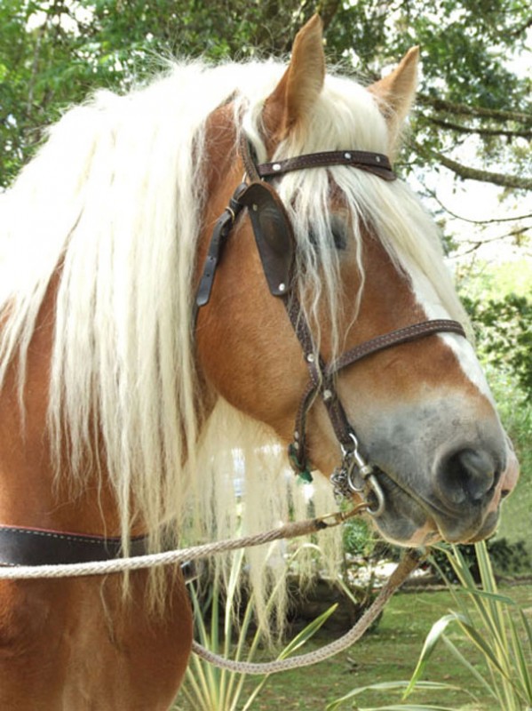 caballo de fizebad