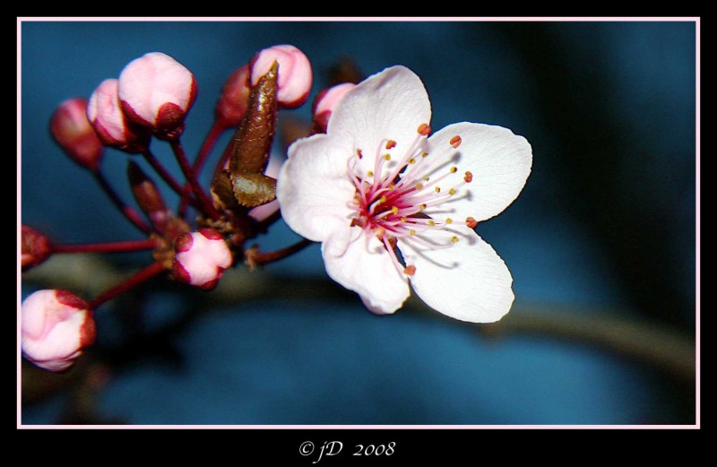 FEBRERO EN FLOR