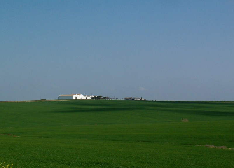 Llanos de Carmona.