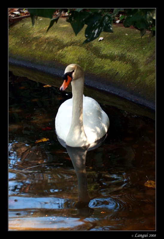 El patito feo