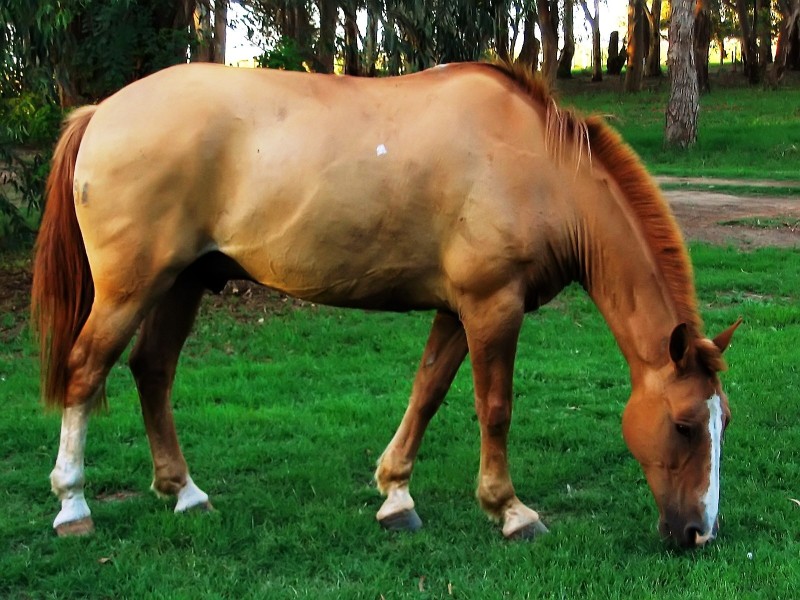 CABALLITO CRIOLLO