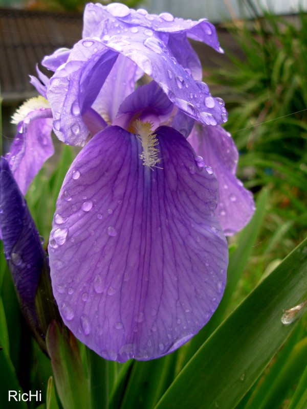 Una Flor comun en mi pueblo