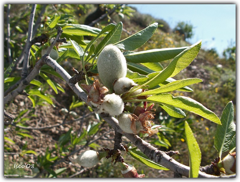 Primeras almendras