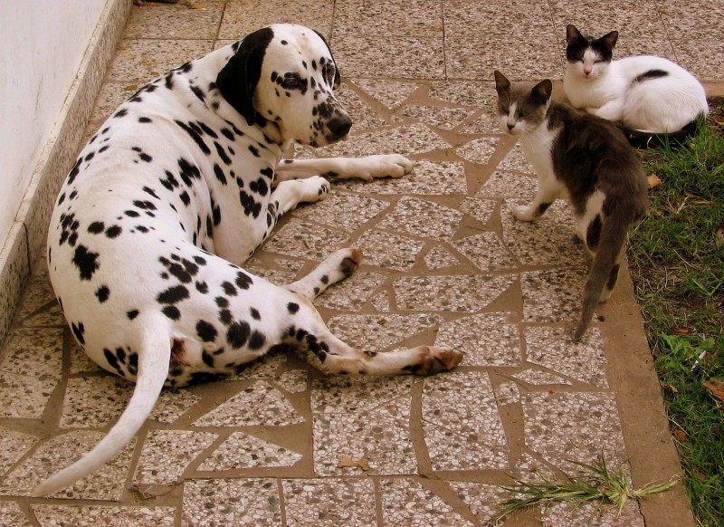 COMO PERROS Y GATOS?