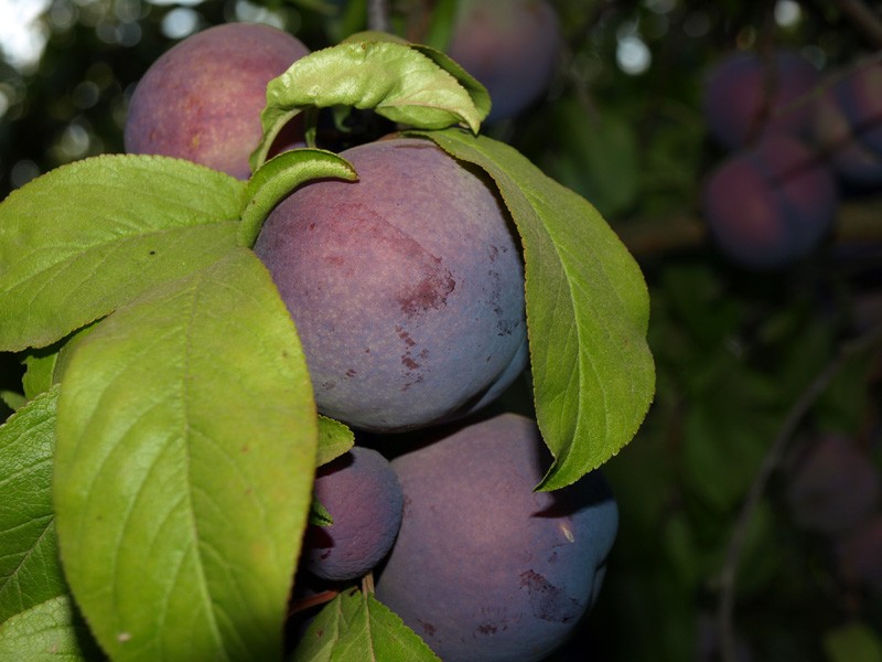 Ciruelas de Don Gaspar