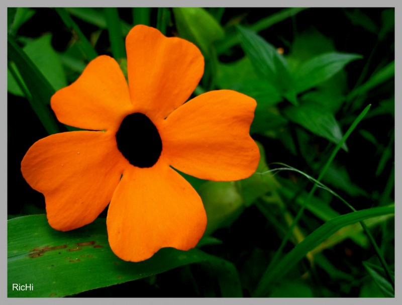 Flor sencilla