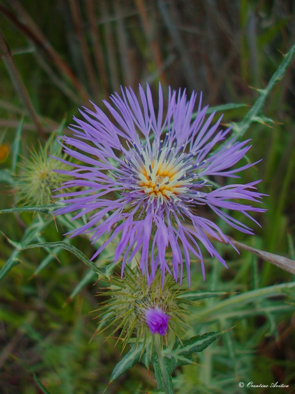 Asteraceae