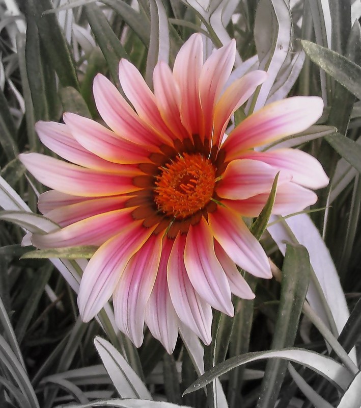 FLOR EN LA CALLE