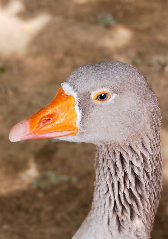 Bonito Pato