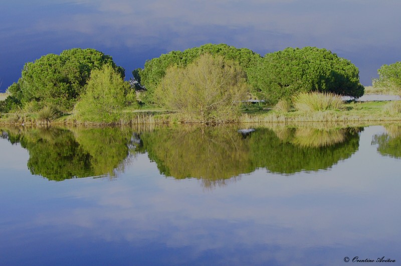 Reflejos en el delta