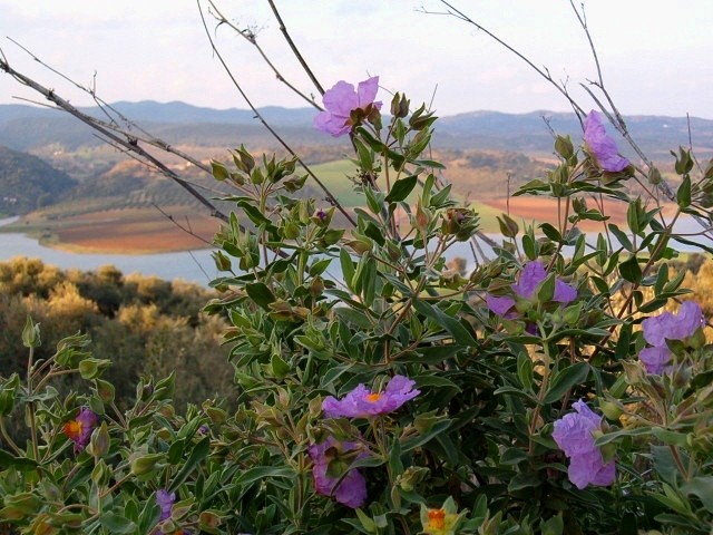 La flor de la Jara